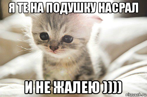 Котеночек проснулся потный голодный и злой картинка