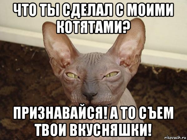 что ты сделал с моими котятами? признавайся! а то съем твои вкусняшки!, Мем  Злой котик