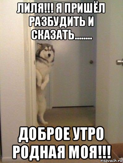Картинки про лилю смешные