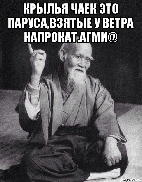крылья чаек это паруса,взятые у ветра напрокат.агми@ , Мем Монах-мудрец (сэнсей)