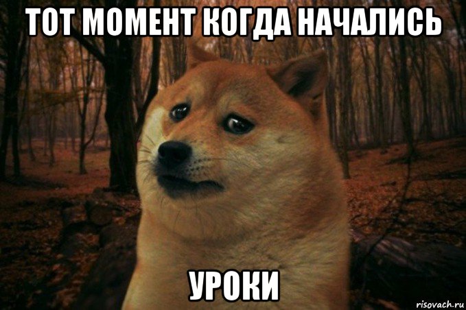 тот момент когда начались уроки, Мем SAD DOGE