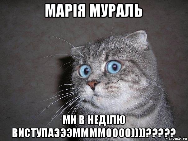 марія мураль ми в неділю виступаэээммммоооо))))?????, Мем  удивлённый кот