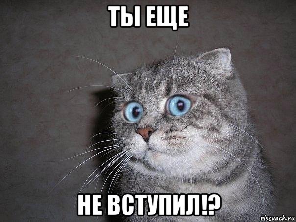 ты еще не вступил!?, Мем  удивлённый кот