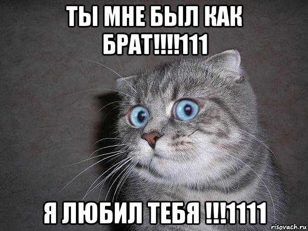 ты мне был как брат!!!!111 я любил тебя !!!1111, Мем  удивлённый кот