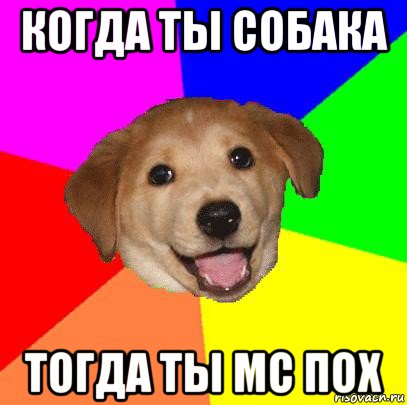 когда ты собака тогда ты мс пох, Мем Advice Dog