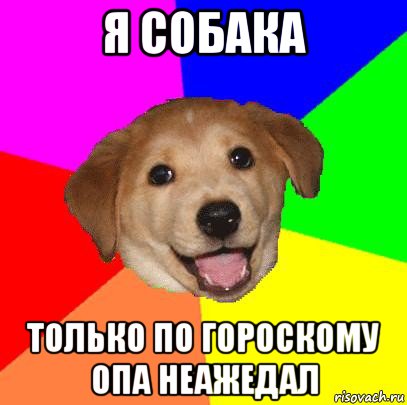 я собака только по гороскому опа неажедал, Мем Advice Dog