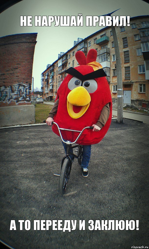 не нарушай правил! а то перееду и заклюю!, Комикс  Angry bird на велике