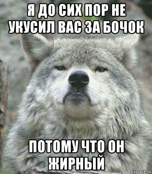 я до сих пор не укусил вас за бочок потому что он жирный, Мем    Гордый волк