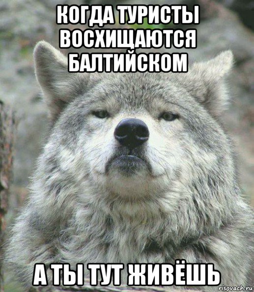 когда туристы восхищаются балтийском а ты тут живёшь, Мем    Гордый волк