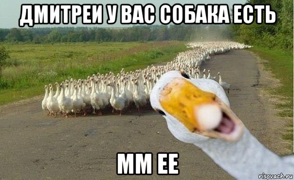 дмитреи у вас собака есть мм ее, Мем гуси