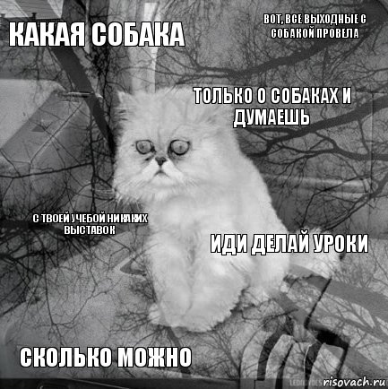 какая собака иди делай уроки только о собаках и думаешь сколько можно с твоей учебой никаких выставок вот, все выходные с собакой провела    , Комикс  кот безысходность