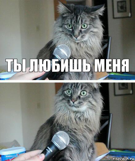 ты любишь меня , Комикс  кот с микрофоном