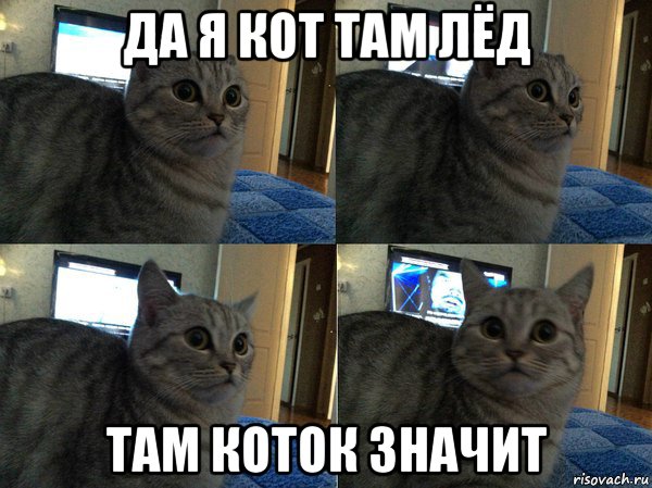 да я кот там лёд там коток значит, Мем  Кот в шоке