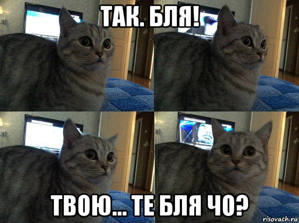 так. бля! твою... те бля чо?, Мем  Кот в шоке