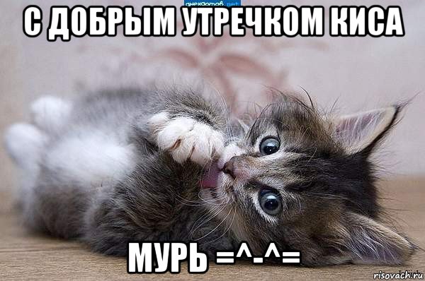 с добрым утречком киса мурь =^-^=, Мем  котенок