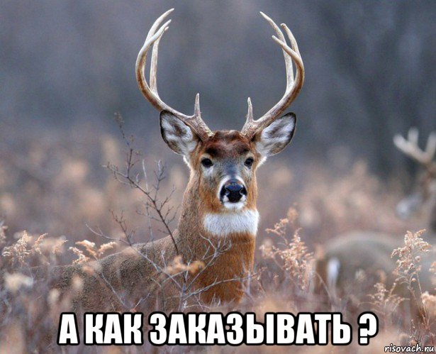  а как заказывать ?