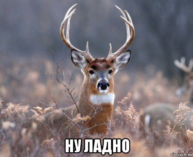  ну ладно