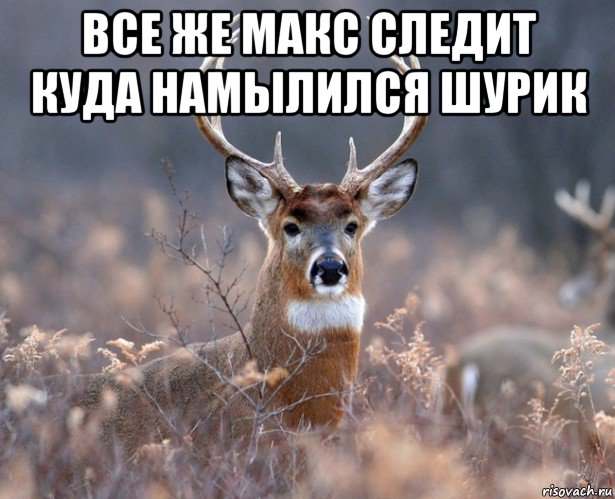 все же макс следит куда намылился шурик 