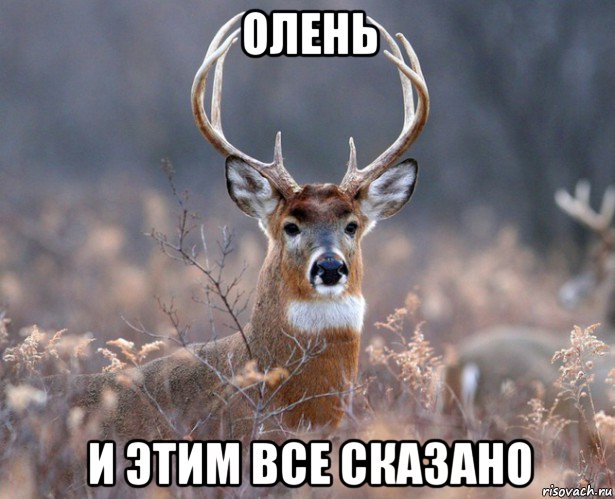 олень и этим все сказано