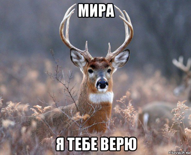 мира я тебе верю