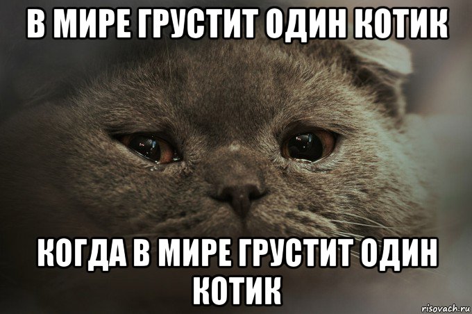 Ну что ты грустишь. Грустные мемы. Котик грустит. Самый грустный Мем. Грустный Мем с надписями.