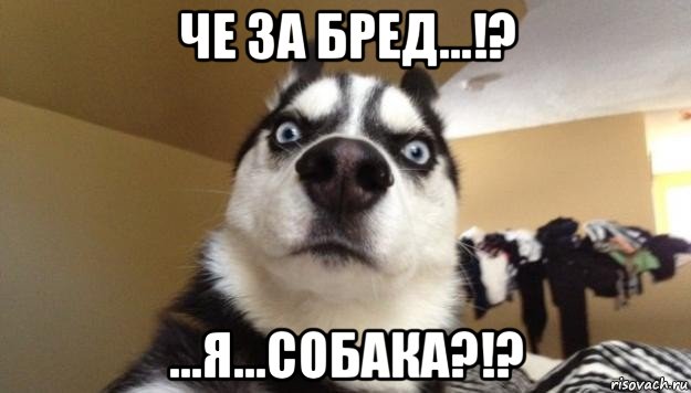 че за бред...!? ...я...собака?!?, Мем  Собака-удивляка