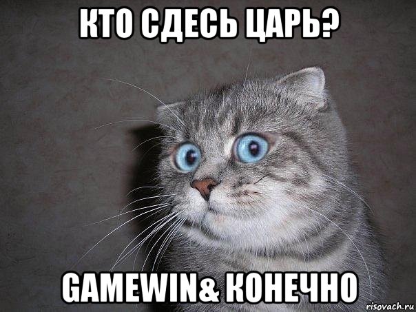 кто сдесь царь? gamewin& конечно, Мем  удивлённый кот