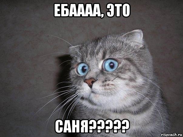 ебаааа, это саня?????, Мем  удивлённый кот