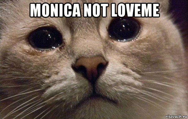 monica not loveme , Мем   В мире грустит один котик