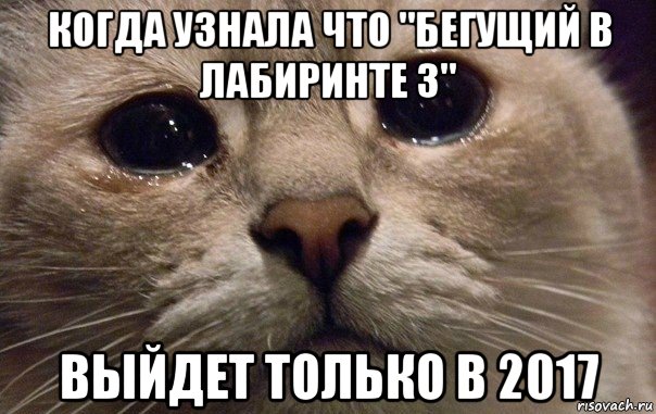 когда узнала что "бегущий в лабиринте 3" выйдет только в 2017, Мем   В мире грустит один котик