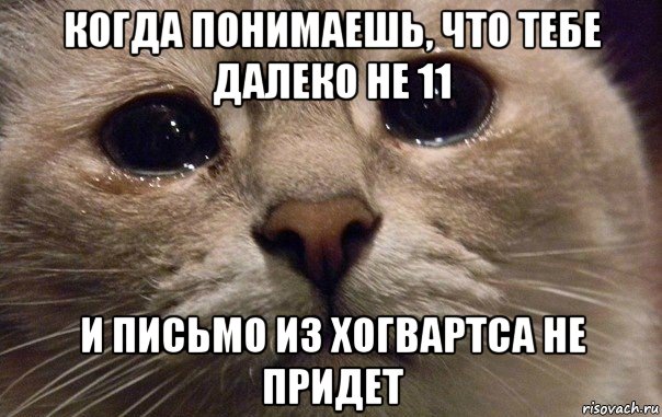 когда понимаешь, что тебе далеко не 11 и письмо из хогвартса не придет, Мем   В мире грустит один котик