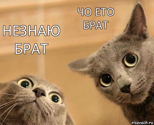 незнаю брат чо ето брат, Комикс  2 кота