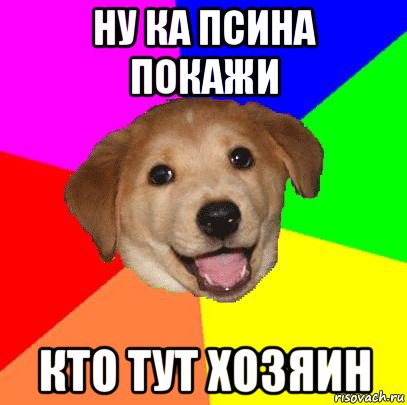 ну ка псина покажи кто тут хозяин, Мем Advice Dog