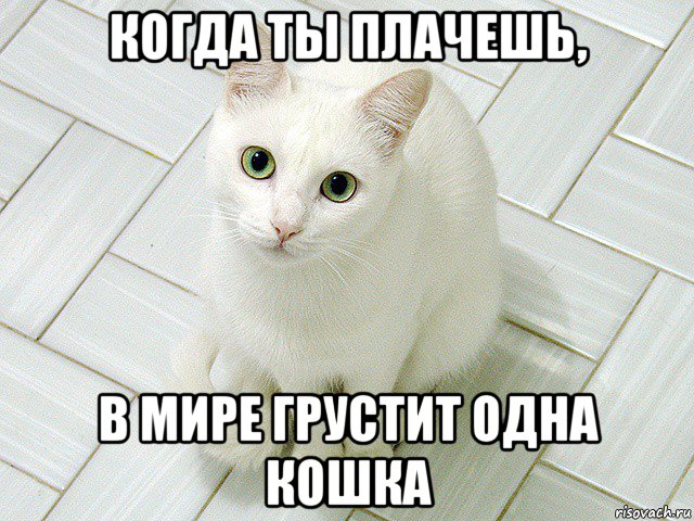 Не плачте. Котик не плачь. Котики с надписью не плачь. Мем кот не грусти. Милые мемы с котиками не грусти.
