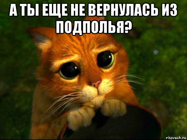 а ты еще не вернулась из подполья? , Мем кот из шрека