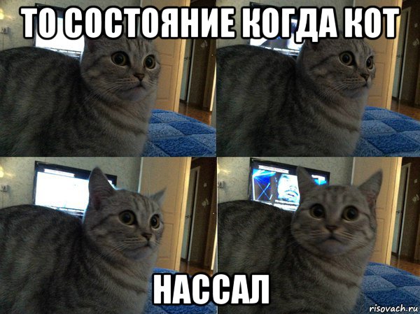 то состояние когда кот нассал, Мем  Кот в шоке