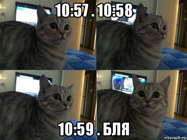 10:57 . 10:58 10:59 . бля, Мем  Кот в шоке