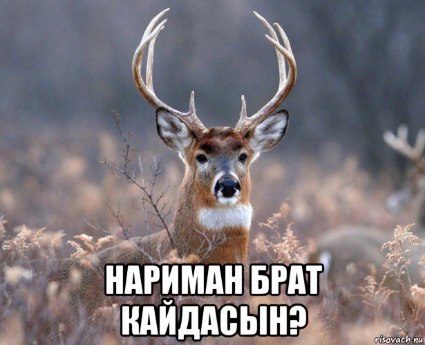  нариман брат кайдасын?