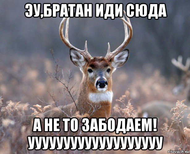 эу,братан иди сюда а не то забодаем! ууууууууууууууууууу