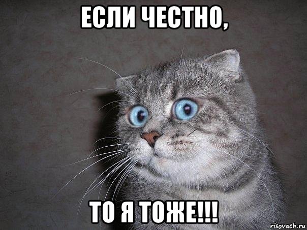 если честно, то я тоже!!!, Мем  удивлённый кот