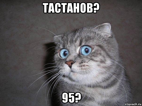 тастанов? 95?, Мем  удивлённый кот