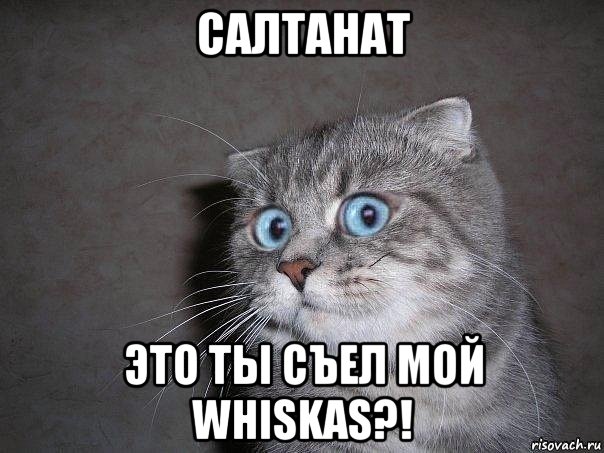 салтанат это ты съел мой whiskas?!, Мем  удивлённый кот