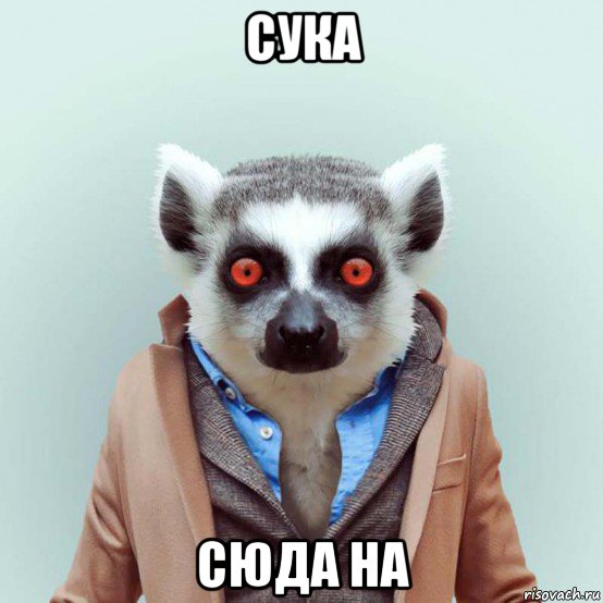 сука сюда на, Мем укуренный лемур