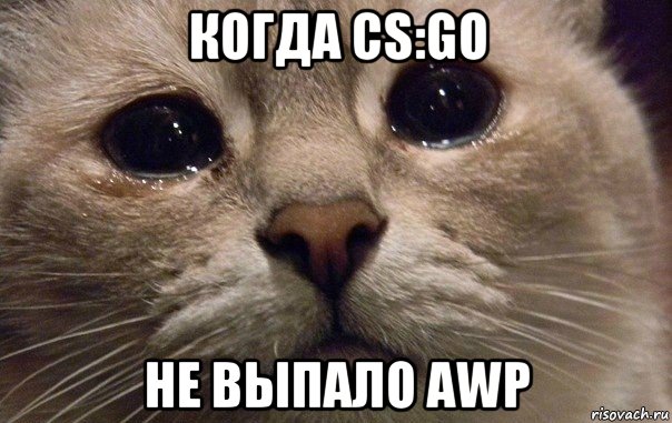 когда cs:go не выпало awp, Мем   В мире грустит один котик