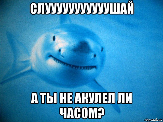 Пон акула мем. Мемы про акул. Акула Мем. АКУ мемы.