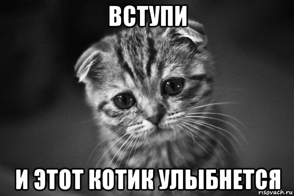 вступи и этот котик улыбнется, Мем  безысходность