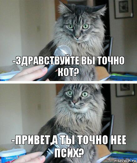 -здравствуйте вы точно кот? -привет,а ты точно нее псих?, Комикс  кот с микрофоном