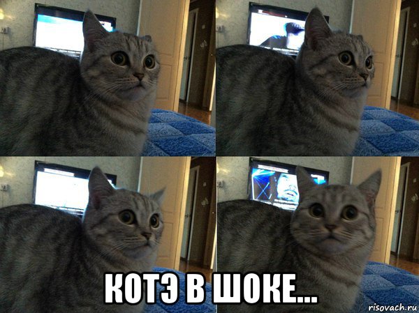  котэ в шоке..., Мем  Кот в шоке