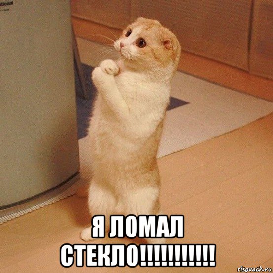  я ломал стекло!!!!!!!!!!!, Мем  котэ молится