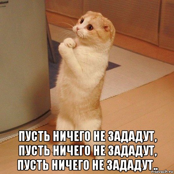  пусть ничего не зададут, пусть ничего не зададут, пусть ничего не зададут.., Мем  котэ молится